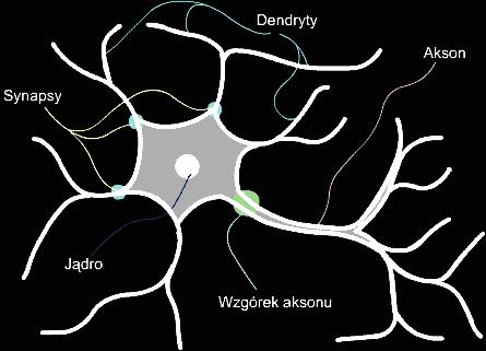 Neuron a jego sztuczny odpowiednik Dendryt - wejście neuronu. Tędy trafiają do jądra sygnały Mające być w nim później poddane obróbce. Biologiczne neurony mają ich tysiące.