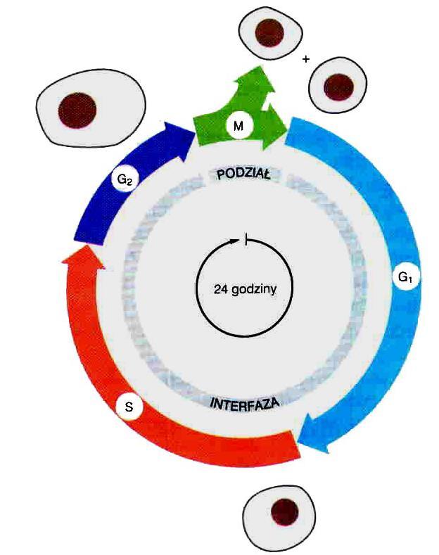Rozmnażanie komórek (powstanie 2 identycznych genetycznie komórek potomnych): podwojenie zawartości (interfaza) G 1, S, G 2 podział