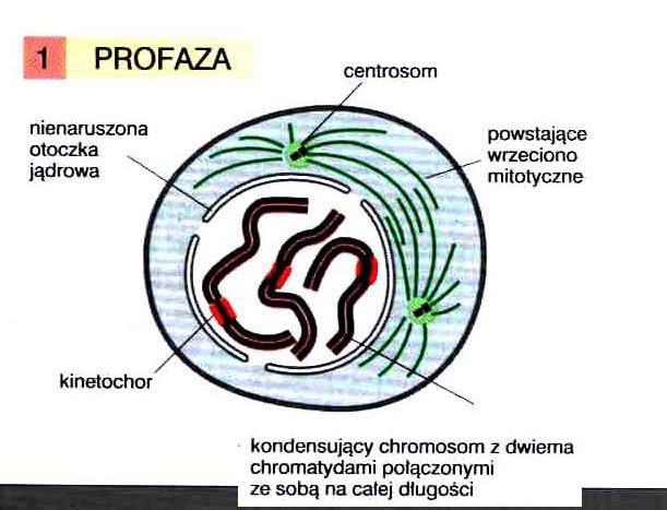 faza M