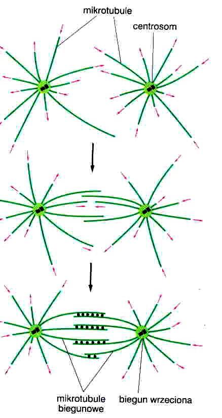 powstawanie wrzeciona