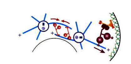 cytoplazmat.