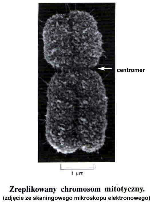 chromosomy do wrzeciona