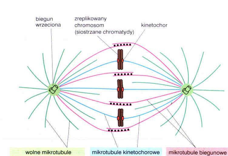 Chromosomy