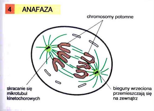 przerwanie połączeń kohezynowych aktywacja kompleksu promującego anafazę (APC) i proteazy