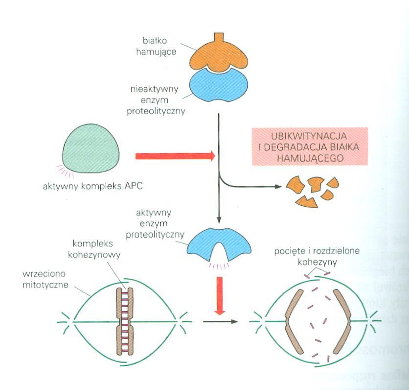 anafaza Aktywacja kompleksu promującego anafazę (APC) przez M-Cdk i rozkład kohezyn