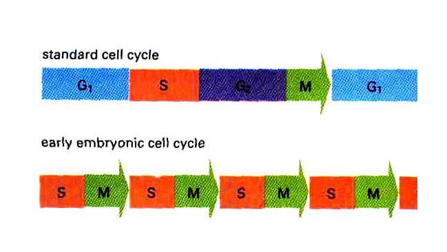 Typ komórki Czas trwania cyklu komórkowego Komórki drożdży 1,5 3 godz Komórki zarodka żaby 30 min Komórki nabłonka jelita ssaka ok.