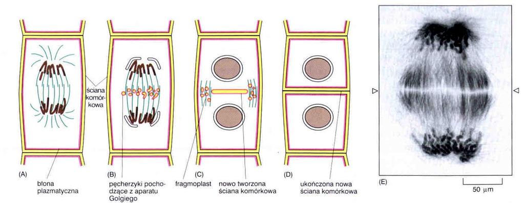Cytokineza w komórce roślinnej Budowanie nowej ściany wewnątrz komórki -płytka podziałowa pierścień