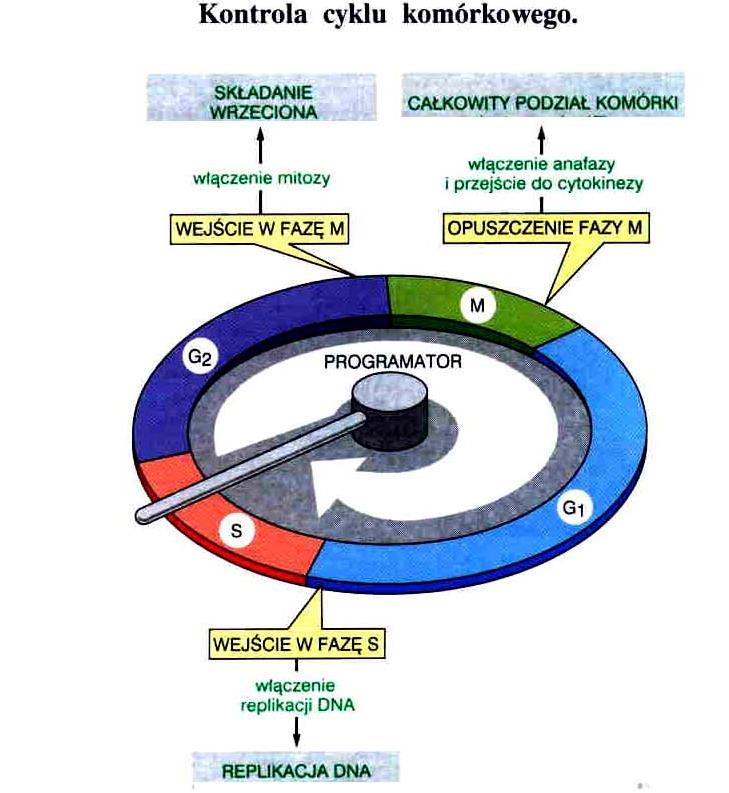 Centralny układ kontroli cyklu komórkowego Możliwość zatrzymania cyklu w punktach kontrolnych (checkpoints): G 1 : - czy DNA nieuszkodzone; - czy środowisko