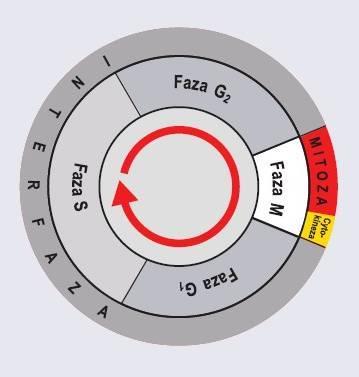 faza M Cel: - precyzyjne rozdzielenie zreplikowanych chromosomów - rozdzielenie innych składników