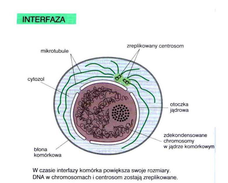 Przygotowanie do