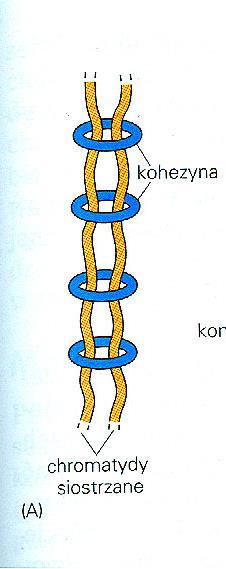 Interfaza - podwojenie chromosomów (replikacja DNA- faza S) chromatydy siostrzane Połączone przez kohezyny kohezyny odpowiadają za kohezję