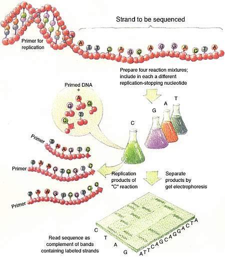 Sekwencjonowanie DNA D. Makowiec: F: sekwencjonowanie DNA 74 Masz wiele egzemplarzy tej samej gazety pociętych na miliony części. Każdy egzemplarz jest pocięty inaczej.