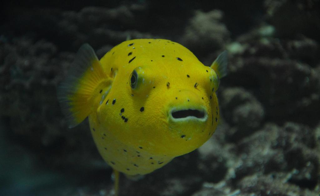Jednym z nowych mieszkańców Gdyńskiego Akwarium jest również krab pająkowy. Wygląda na niepozornego, ale przy bliższym poznaniu ujawnia swoją niezwykłość.