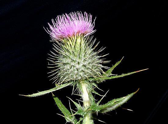 Narodowy kwiat Szkocji: