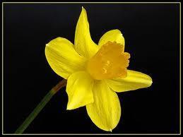 Narodowy kwiat Walii: