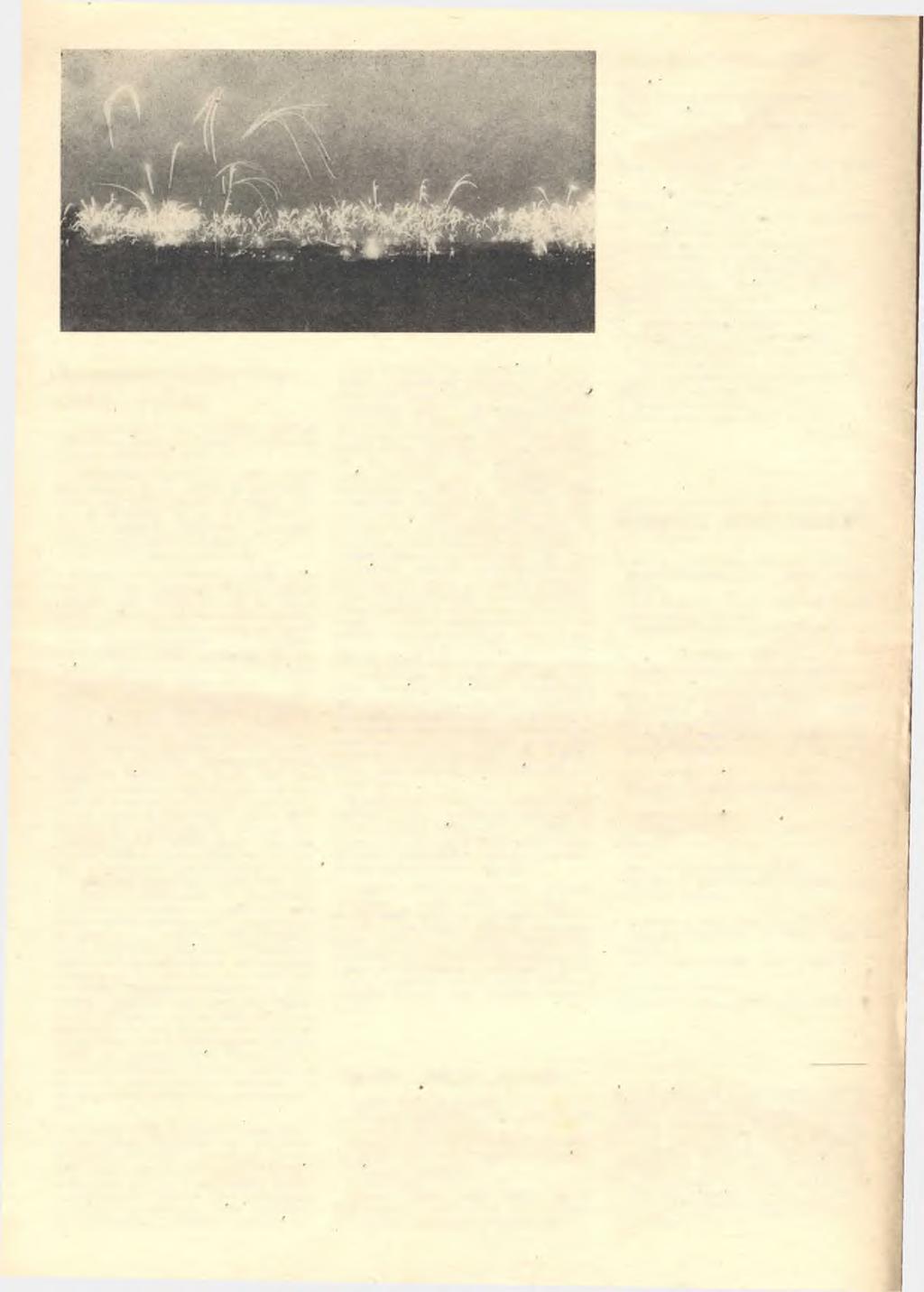 Ewangelska Łužica wčera, dźens - a jutře? W ozjew im y tu w e w u jim ku nastaw k M iloslava W a jsa z časopisa K ostn ickĕ jisk ry z d n ja 13. 8. 1986. Tuž pobych zaso raz we Łužicy!