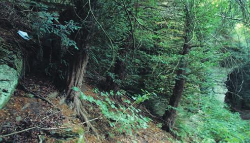testu skośności (w = 2,287282, z = 6,980942, p = 0,00001). Połowa pomierzonych cisów nie przekroczyła 11 cm pierśnicy, natomiast u 45% pierśnica mieściła się w przedziale 11-26 cm.
