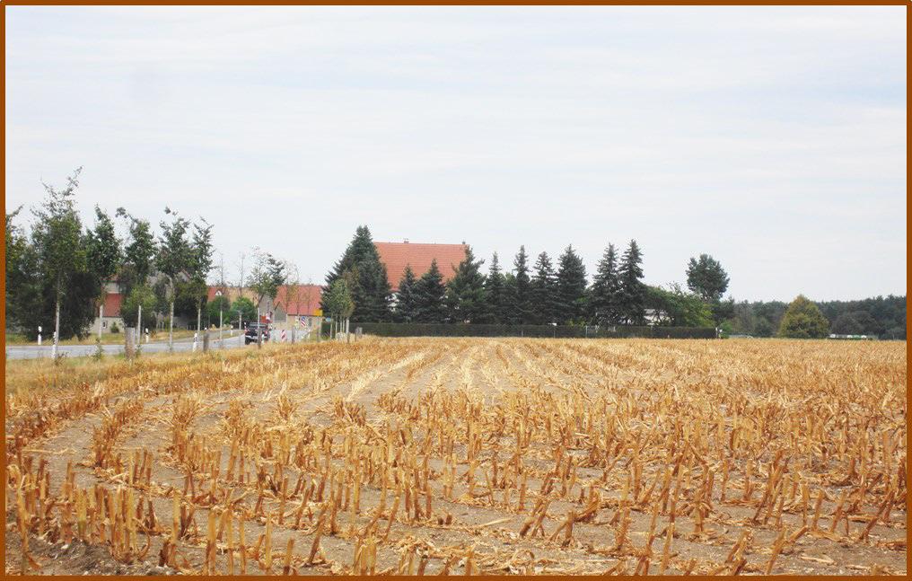 de Zo hižo srjedź awgusta wotžnjate majsowe pola kaž tule pola Nowoslic