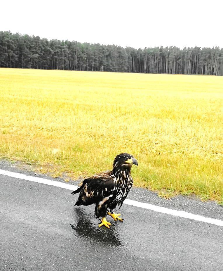 Přeproše je wubědźowa je w haše ski adběhu Róža t 8 Do rowól a woh jowa wo ora Róža t zarjaduje a wuhotuje so otu, 8. septe ra 8 wot. hodź. wu ědźowa je w haše ski ad ěhu.