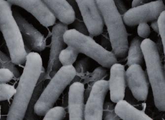 Liczba komórek somatycznych w wydzielinie pochodzącej z zakażonego wymienia może wahać się w przedziale 200 000 do nawet 10 milionów w 1 ml. Bakterie Bacillus spp.