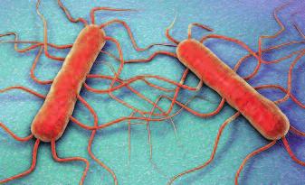 CAMPYLOBACTER JEJUNI Jest stosunkowo rzadkim patogenem mastitis u krów. Przebieg choroby może przyjmować ostrą, ciężką postać z towarzyszącą wysoką gorączką i utratą apetytu.