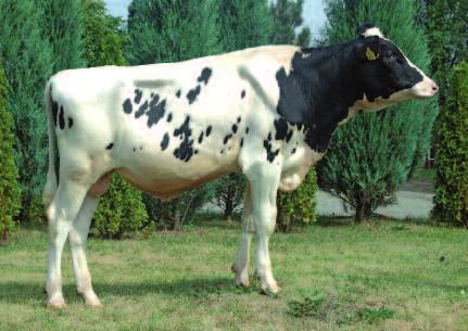 Prothoteca to bezchlorofilowe glony (algi), które po raz pierwszy jako czynnik wywołujący mastitis zidentyfikowano 1952 roku.