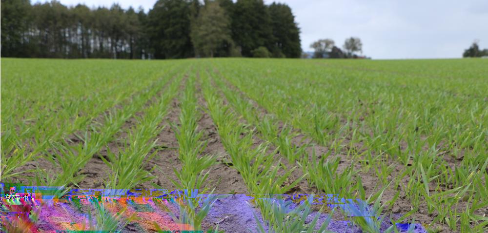 https://www. Jesienne zwalczanie chwastów w zbożach! [REPORTAŻ] Autor: agrofakt.pl Data: 9 października 2018 Jesienne zwalczanie chwastów w zbożach ozimych to istotny zabieg.