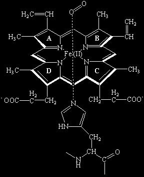 Budowa hemu Wiązania koordynacyjne w hemoglobinie: 4 wiązania łączące żelazo z