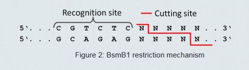 Golden Gate Cloning Wykorzystanie enzymow restrykcyjnych typu IIS (np.