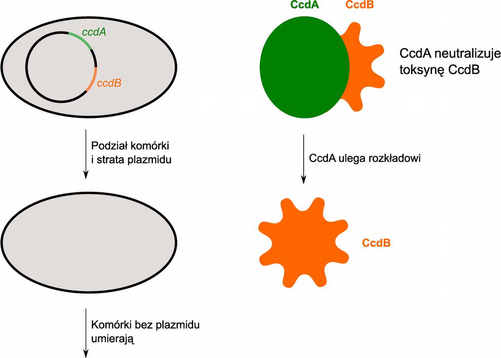 control of cell death (ccdb) Białko CcdB blokuje