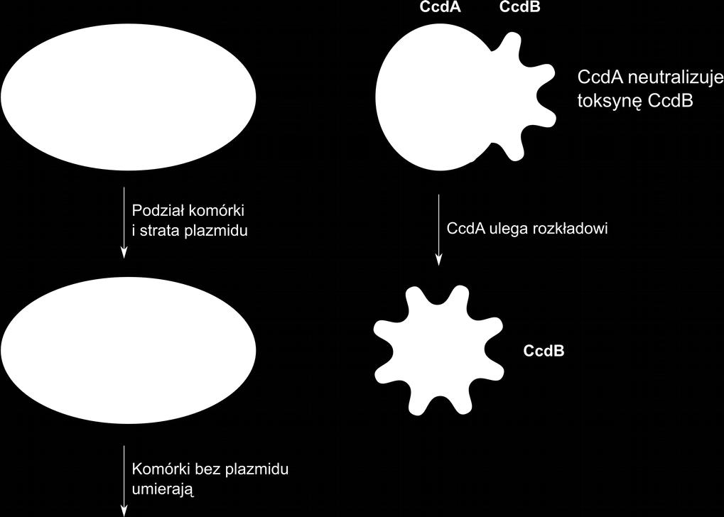 naprawie DNA gdy komórka produkuje CcdB gyraza jest