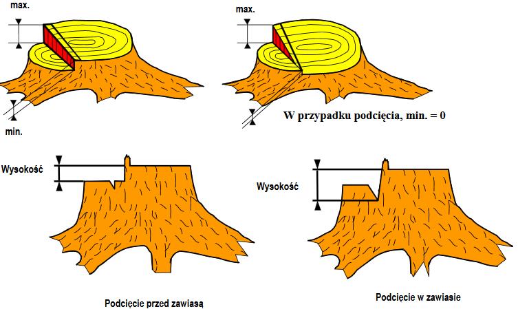 TABELA 6. RYS. 8. RÓŻNICA WYSOKOŚCI POMIĘDZY RZAZEM ŚCINAJĄCYM A RZAZEM PODCINAJĄCYM (DOLNYM) Protokół punkt. 7: Zbyt wysoki pniak Odległość pomiędzy głównym oznaczeniem (1.