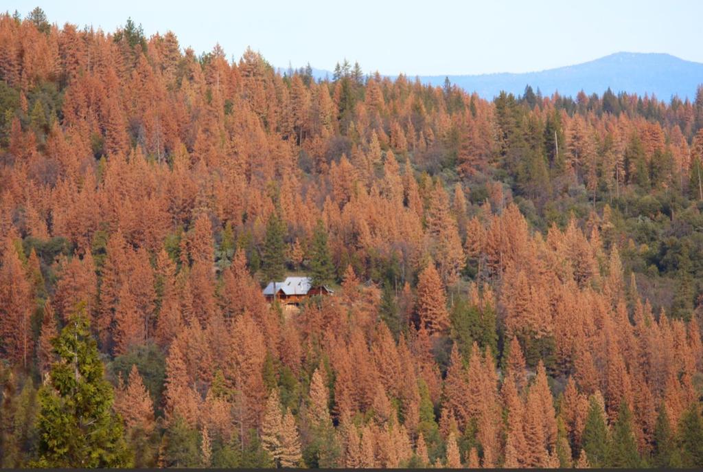 Rozpady drzewostanów na świecie związane z czynnikami klimatycznymi W latach