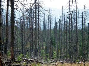 Potencjał adaptacyjny lasów - klasyfikacja czynników stresowych (biotyczne, abiotyczne, antropogeniczne) Katastrofalne skutki
