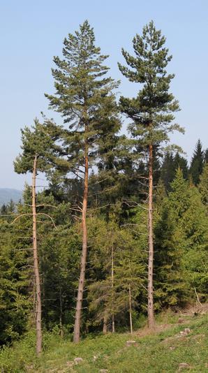 Reakcja drzew na suszę - defoliacja Tempo w jakim woda może być pozyskiwana z dostępnych zasobów wody glebowej jest niewystarczające, aby zaspokoić