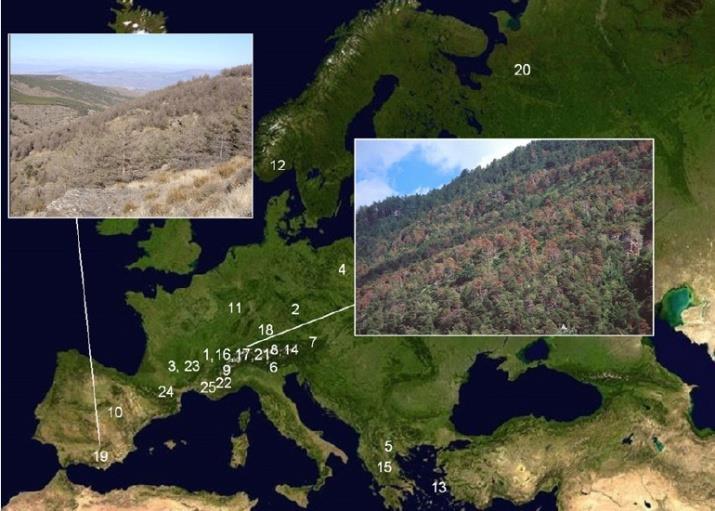 Rosnące zagrożenie dla drzewostanów sosnowych Zamieranie sosny zwyczajnej w Europie: Hiszpania, Włochy, Szwajcaria, Austria Dolina Aosty (Włochy) - brak śladów uszkodzeń przez czynniki biotyczne, dwa