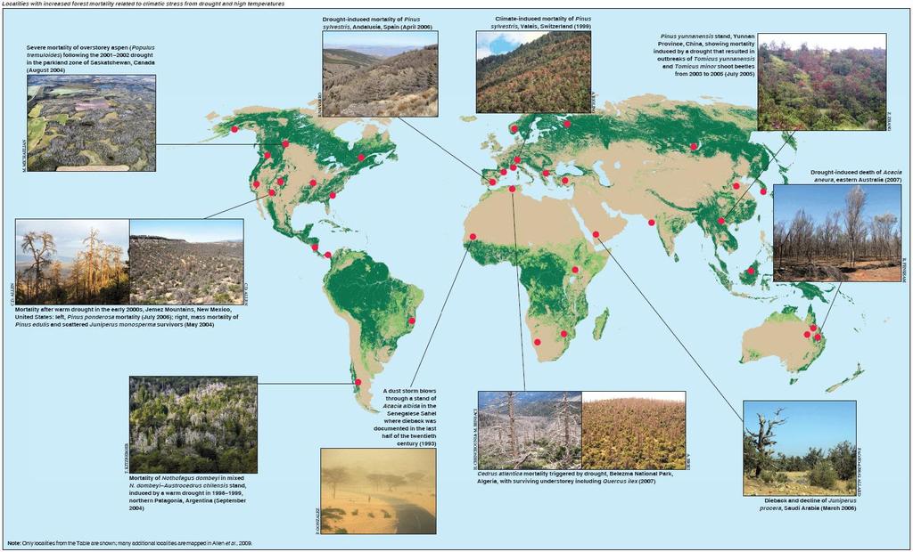 Rozpady drzewostanów na świecie związane z czynnikami klimatycznymi źródło: Climate-induced