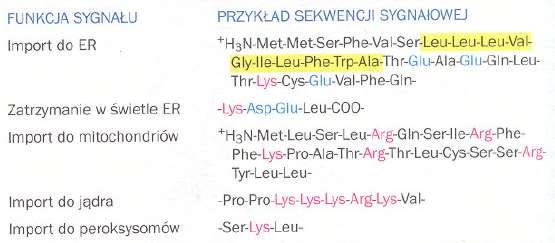 Główne funkcje niektórych przedziałów błonowych Retikulum endoplazmatyczne synteza większości lipidów, synteza białek przeznaczonych do wielu organelli i do błony komórkowej Aparat Golgiego