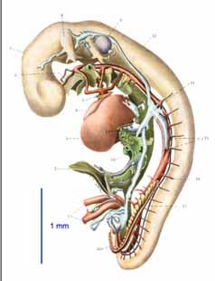 forces = biodynamics 1 mm 1 mm 3.