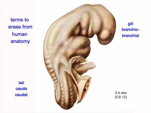 branchiobranchial tail cauda caudal