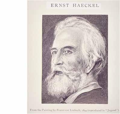 Ernst Haeckel (1834 1919) father of evo devo The Biogenetic Law = Haeckel's Law (1868