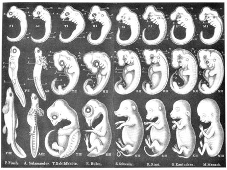 Fraud 3 Haeckel E.