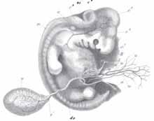 human embryo 4 weeks