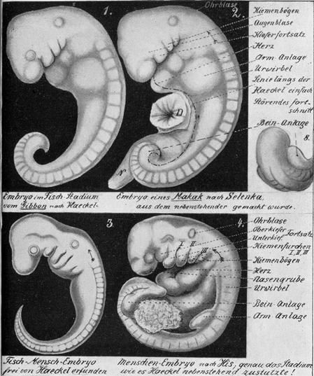 Brass A Das Affen-Problem 1908 Haeckel s confession to cut short this unsavoury dispute, I begin at once with the remorseful confession that a small fraction of my numerous drawings of embryos