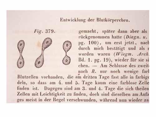 Kolliker: cell division