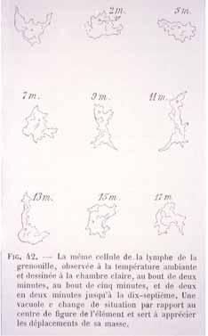 living moving leucocytes Ranvier: Traité technique d'histologie Paris, Savy, 1875 division of living cells in