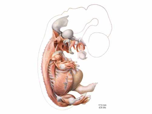 Muscles: 17.5 mm embryo (CS 20) 17.