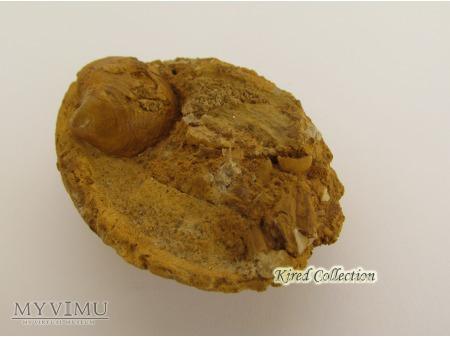 Uicardium varicosum (Sowerby), Plagiostoma tennui Uicardium varicosum (Sowerby), Plagiostoma tennui Opis przedmiotu: Pięknie zachowane szczątki Uicardium varicosum (Sowerby)