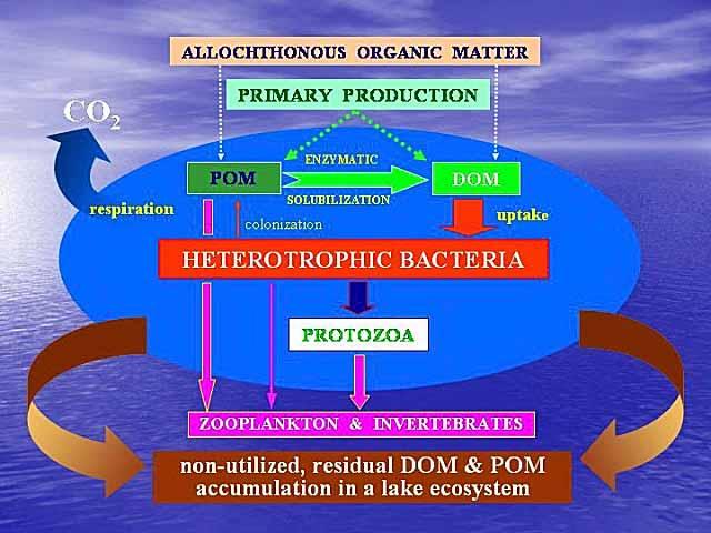 Aktywność bakterii stan troficzny jeziora tempo aktywności metabolicznej zespołów mikroorganizmów tworzących pętlę mikrobiologiczną reguluje
