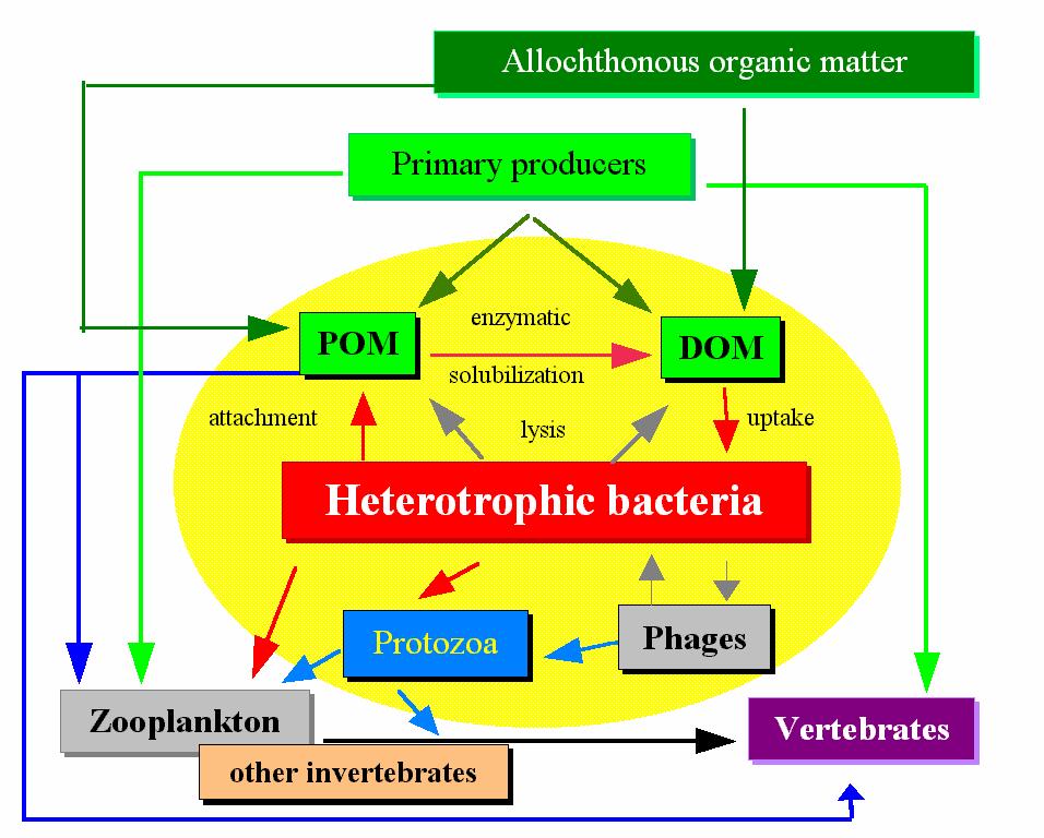 Rola mikroorganizmów planktonowych w obiegu materii organicznej w jeziorach Mikroorganizmy planktonowe aktywnie uczestniczą we wszystkich szlakach krążenia